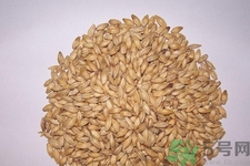 麥芽可退奶還是發(fā)奶？麥芽的功效與作用