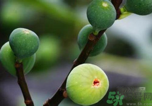 吃無(wú)花果會(huì)過(guò)敏嗎？吃無(wú)花果干會(huì)過(guò)敏嗎？