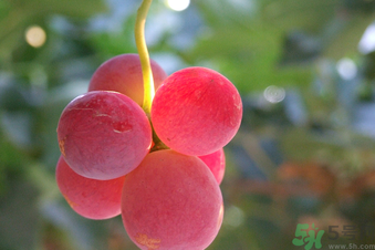巨峰葡萄多少錢(qián)一斤？巨峰葡萄價(jià)格