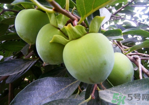 青柿子怎么吃？青柿子能吃嗎？