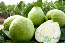 芭樂(lè)怎么吃？芭樂(lè)的營(yíng)養(yǎng)價(jià)值與功效