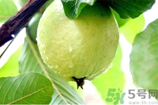 芭樂(lè)怎么吃？芭樂(lè)的營(yíng)養(yǎng)價(jià)值與功效