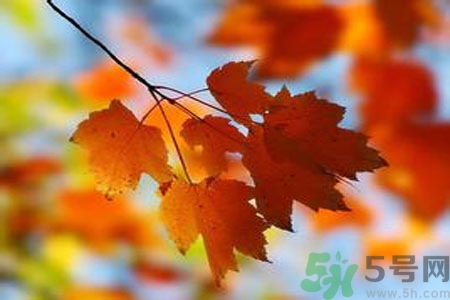 秋季上火怎么辦？秋天上火吃什么好？