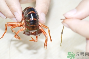 活蝦怎么處理干凈蝦線？活蝦怎么去蝦線？