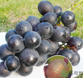巨峰葡萄怎么保存？巨峰葡萄可以放多久？