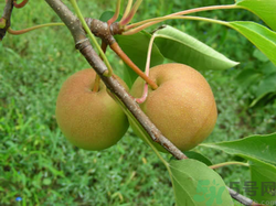 孕婦能吃南國(guó)梨嗎？南國(guó)梨孕婦可以吃嗎？