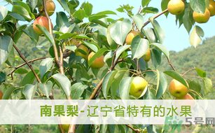 孕婦能吃南國(guó)梨嗎？南國(guó)梨孕婦可以吃嗎？