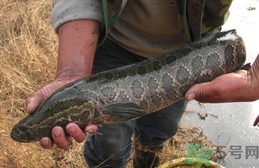 財(cái)魚(yú)是發(fā)物嗎?財(cái)魚(yú)是不是發(fā)物?