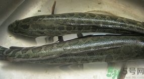 財(cái)魚(yú)是發(fā)物嗎?財(cái)魚(yú)是不是發(fā)物?