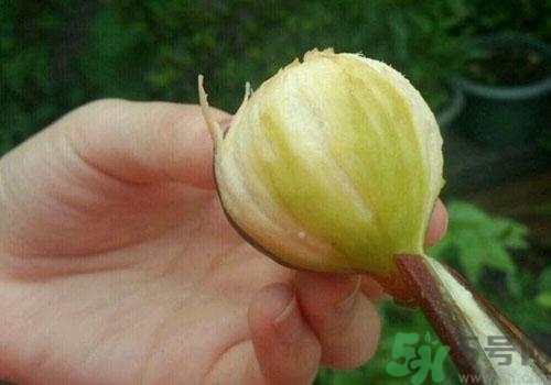 吃無花果要剝皮嗎？吃無花果皮有什么好處？