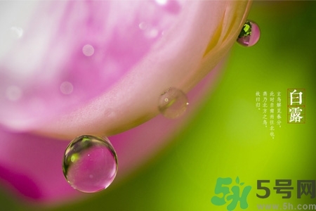 白露節(jié)吃什么？白露節(jié)的傳統(tǒng)美食有哪些？