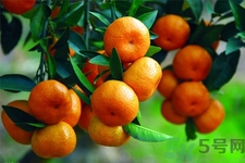 橘子可以多吃嗎？橘子吃多了會(huì)怎樣？