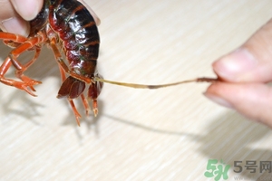 活蝦怎么處理干凈蝦線？活蝦怎么去蝦線？