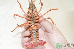 活蝦怎么處理干凈蝦線？活蝦怎么去蝦線？