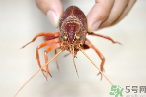 活蝦怎么處理干凈蝦線？活蝦怎么去蝦線？