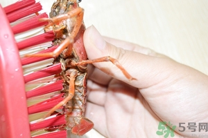 活蝦怎么處理干凈蝦線？活蝦怎么去蝦線？