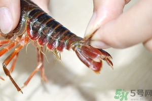 活蝦怎么處理干凈蝦線？活蝦怎么去蝦線？