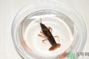 活蝦怎么處理干凈蝦線？活蝦怎么去蝦線？