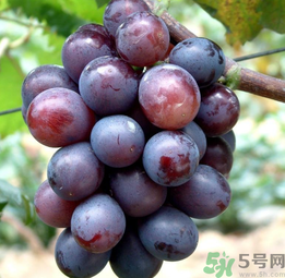 巨峰葡萄怎么有酒味？葡萄有酒味還能吃嗎？