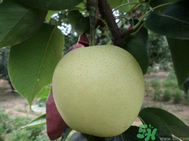 豐水梨和皇冠梨哪個(gè)好？豐水梨和皇冠梨的區(qū)別