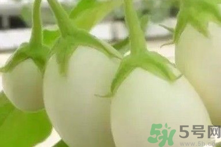蛋樹是什么？蛋樹可以吃嗎？