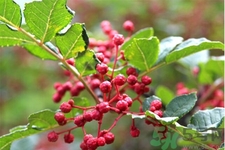 花椒可以治療打鼾嗎？花椒的好處有哪些？