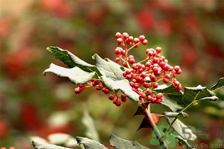 花椒可以治療打鼾嗎？花椒的好處有哪些？
