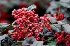 花椒可以治療打鼾嗎？花椒的好處有哪些？