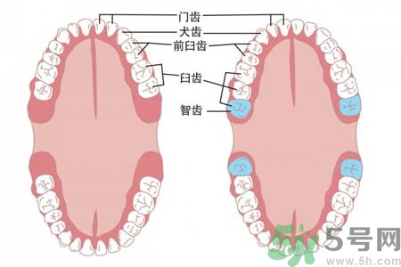 多少歲開始長智齒？智慧牙長到多少歲？