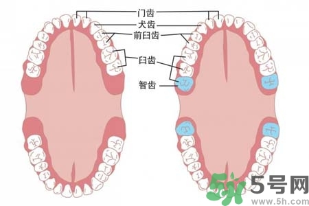 智齒橫著長(zhǎng)怎么辦？智齒橫著長(zhǎng)一定要拔了嗎？