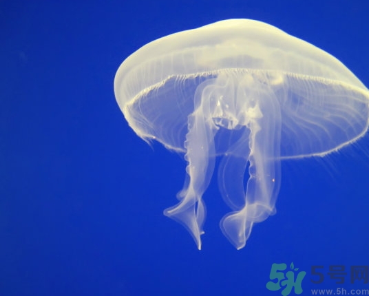 海蜇是水母嗎？海蜇和水母的區(qū)別