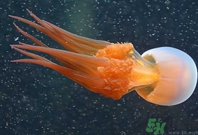 海蜇是發(fā)物嗎？手術(shù)后可以吃海蜇嗎？