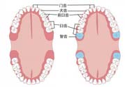 智齒橫著長怎么辦？智齒橫著長一定要拔了嗎？