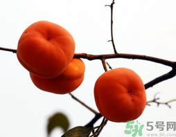 吃柿子會胖嗎？柿子吃多了會胖嗎？