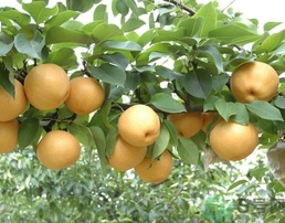 吃豐水梨的好處？豐水梨好吃嗎？