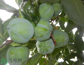 孕婦可以吃青柿子嗎？青柿子孕婦可以吃嗎？