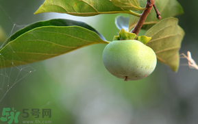 孕婦可以吃青柿子嗎？青柿子孕婦可以吃嗎？