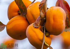 為何叫懶柿子？懶柿子的營(yíng)養(yǎng)價(jià)值？