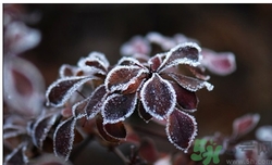 霜降為什么要吃柿子？霜降吃柿子有什么好處？