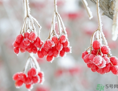 霜降為什么要吃柿子？霜降吃柿子有什么好處？