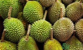 榴蓮可以冷凍保存嗎？榴蓮放冰箱是冷藏還是冷凍？