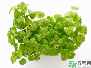 紫蘇葉是什么東西？紫蘇葉的功效與作用及禁忌