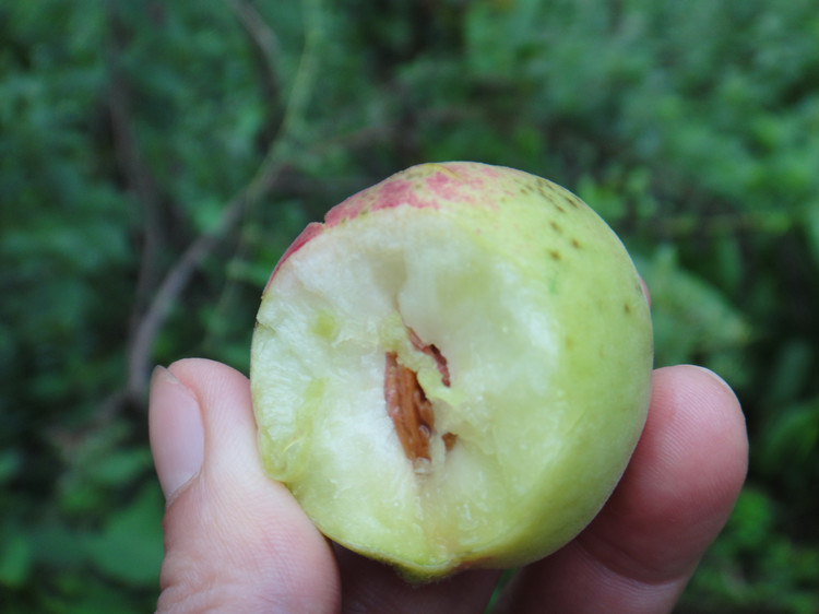 野桃子能吃嗎？野桃子核的功效與作用