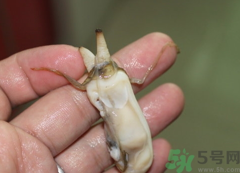 蟶子肚子里黑的能吃嗎？蟶子肚子里黑的是什么？