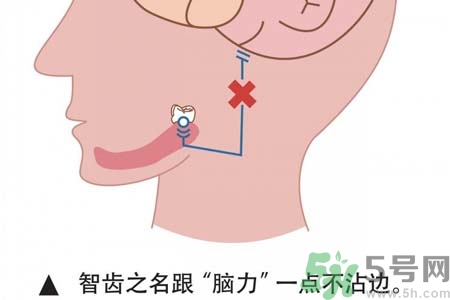 智齒拔完后有個(gè)洞怎么辦？拔智齒后有個(gè)洞多久能長好？