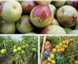 冬棗什么時候上市？冬棗是什么季節(jié)的？