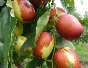 冬棗是轉(zhuǎn)基因食品嗎？冬棗是哪里的特產(chǎn)？