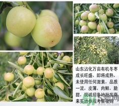冬棗可以煮著吃嗎？煮冬棗有白色的東西可以吃嗎？