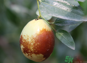 鮮棗怎么吃？鮮棗怎么吃有營(yíng)養(yǎng)價(jià)值？