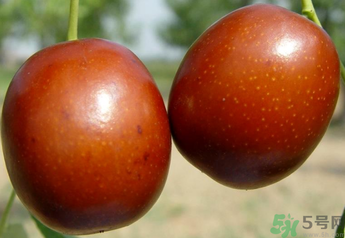新鮮紅棗補(bǔ)血嗎？吃新鮮紅棗補(bǔ)血嗎？